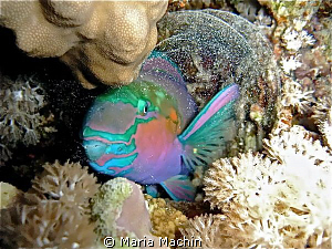 Parrot Fish in its protective bubble. Night dive Marsa Al... by Maria Machin 